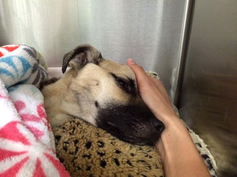 История спасения истощённой собаки, невероятное преображение истощённой собаки, dog angel