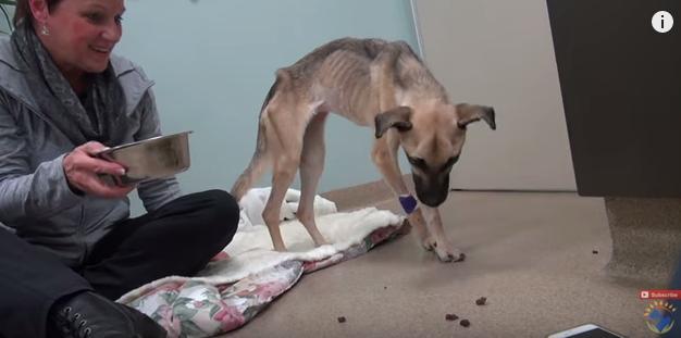 История спасения истощённой собаки, невероятное преображение истощённой собаки, dog angel