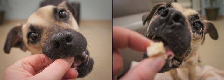 История спасения истощённой собаки, невероятное преображение истощённой собаки, dog angel