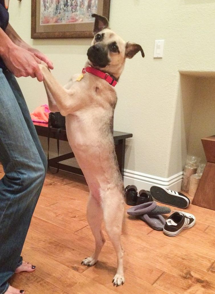 История спасения истощённой собаки, невероятное преображение истощённой собаки, dog angel