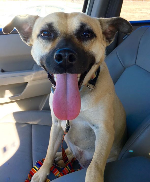 История спасения истощённой собаки, невероятное преображение истощённой собаки, dog angel