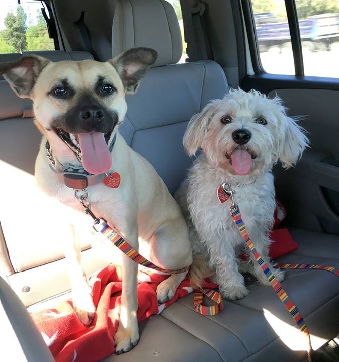 История спасения истощённой собаки, невероятное преображение истощённой собаки, dog angel