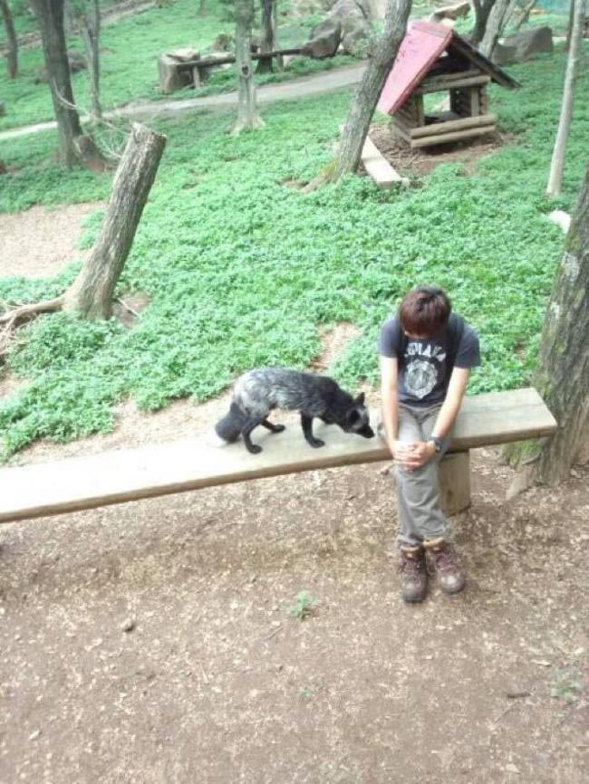 Zao Fox Village, заповедник Zao Fox Village, где можнл поиграть с лисицами, заповедник с лисицами, японский заповедник с лисицами