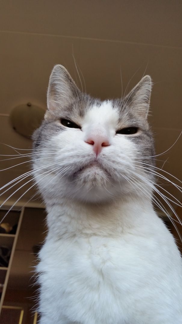 25 коварных кошек, задумавших тайно убить своих владельцев кошки, которые хотя убить своих владельцев, злые кошки