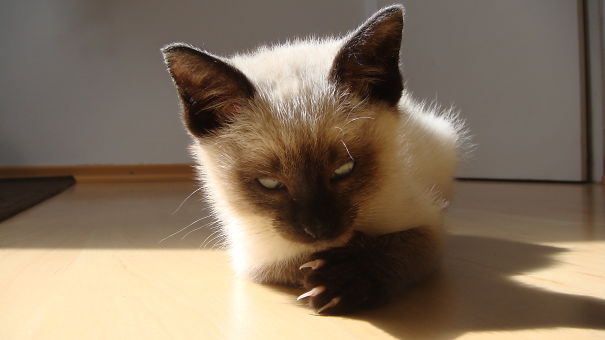 25 коварных кошек, задумавших тайно убить своих владельцев кошки, которые хотя убить своих владельцев, злые кошки