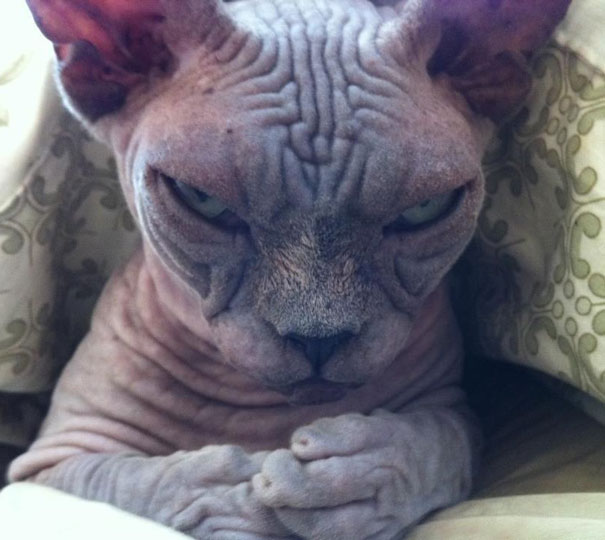 25 коварных кошек, задумавших тайно убить своих владельцев кошки, которые хотя убить своих владельцев, злые кошки