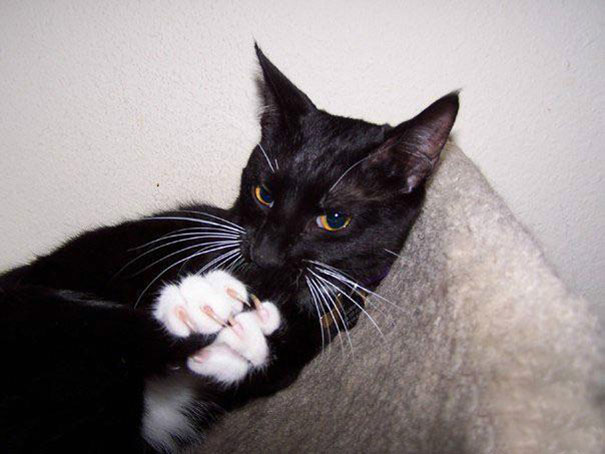 25 коварных кошек, задумавших тайно убить своих владельцев кошки, которые хотя убить своих владельцев, злые кошки