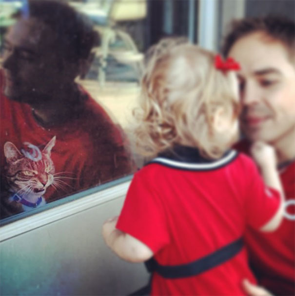 25 коварных кошек, задумавших тайно убить своих владельцев кошки, которые хотя убить своих владельцев, злые кошки