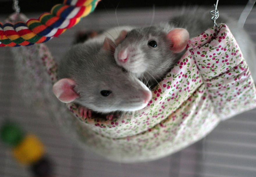 милые крысы, домашняя крыса, милые животные