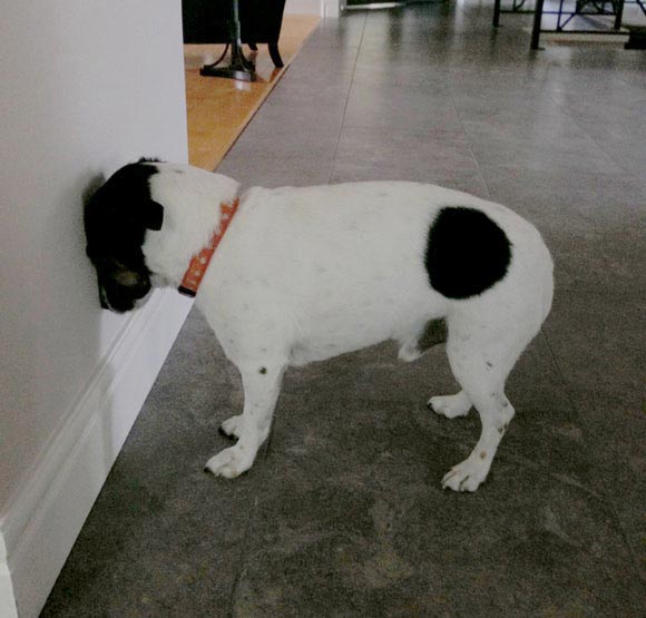 животное утыкается в стену, животное уставилось в стену, животное упирается головой в стену, почему животное упирается головой в стену