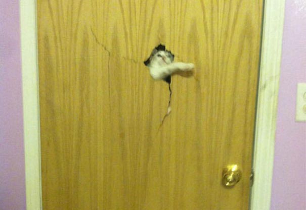 животные хотят в дом, животные хотят войти прямо сейчас