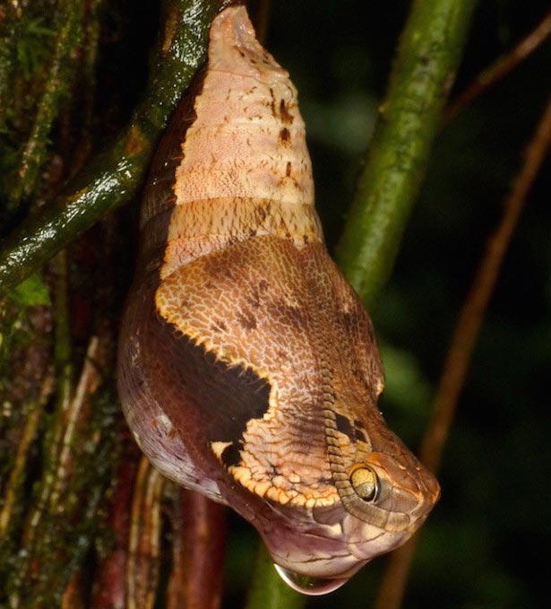 бабочка dynastor darius, кокон бабочки-совы, самый страшный кокон, кокон похож на змею