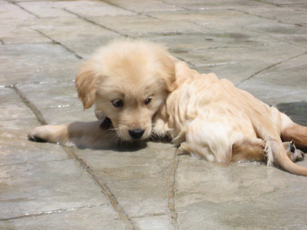 собаки бояться воды, смешные собаки бояться воды, смешные фото собаки вода