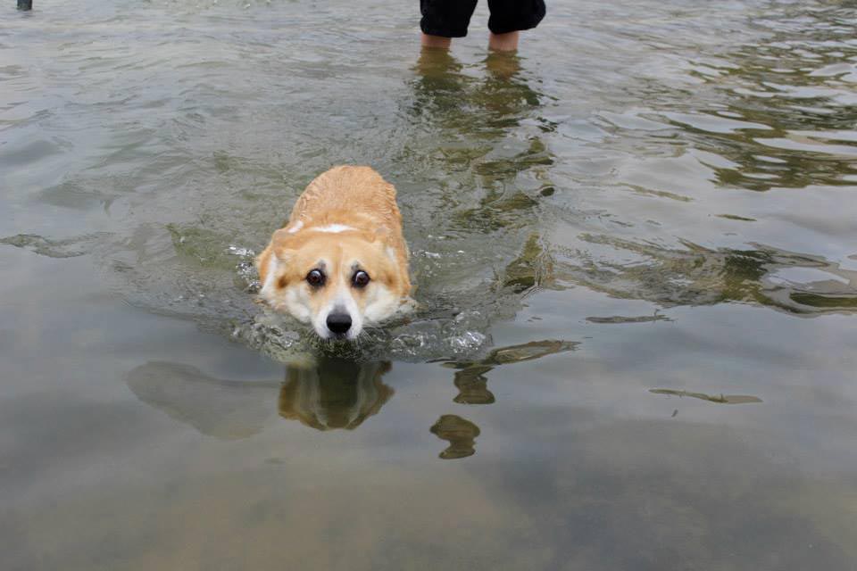 Фото в воде смешные