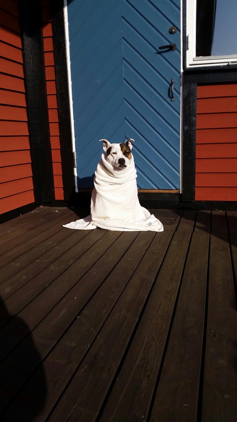 собаки бояться воды, смешные собаки бояться воды, смешные фото собаки вода