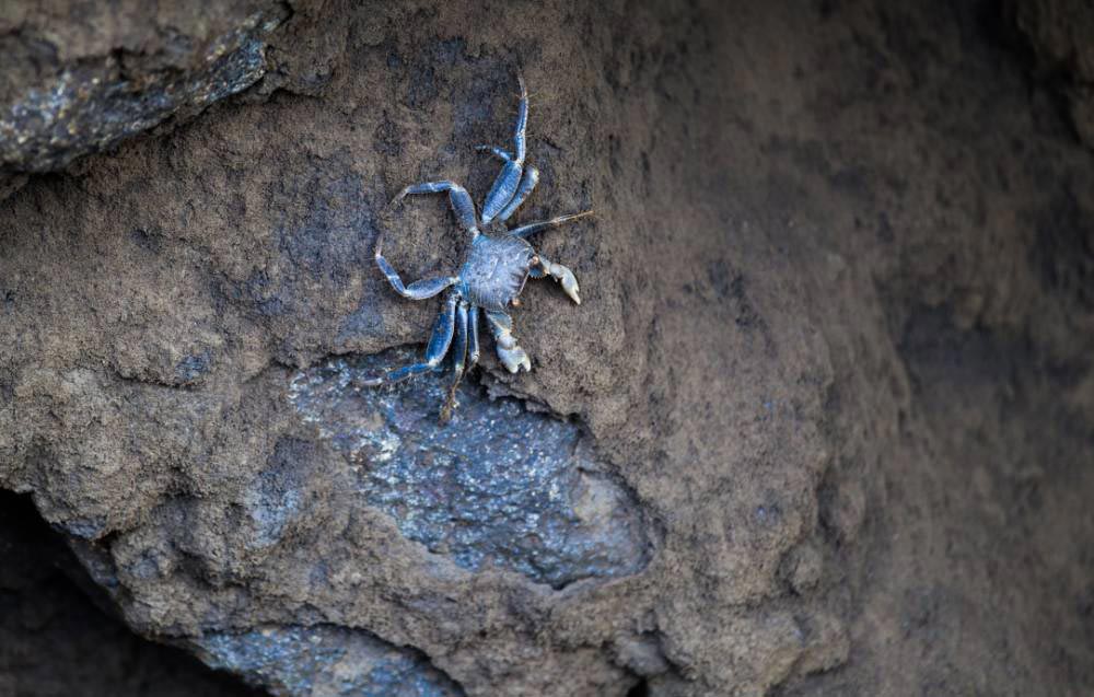 новейший остров Земли, новый остров на Земле, на Земле появился новый остров
