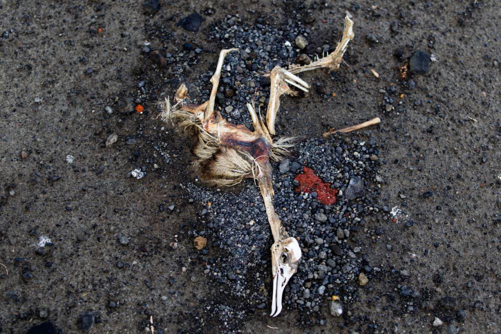 новейший остров Земли, новый остров на Земле, на Земле появился новый остров