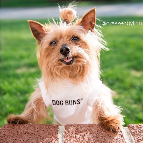 Собаки с гульками,  #DogBun