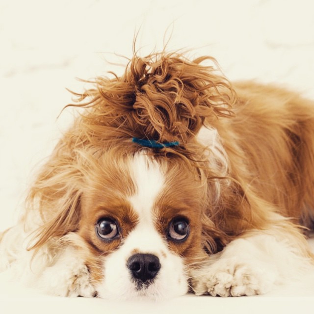 Собаки с гульками,  #DogBun