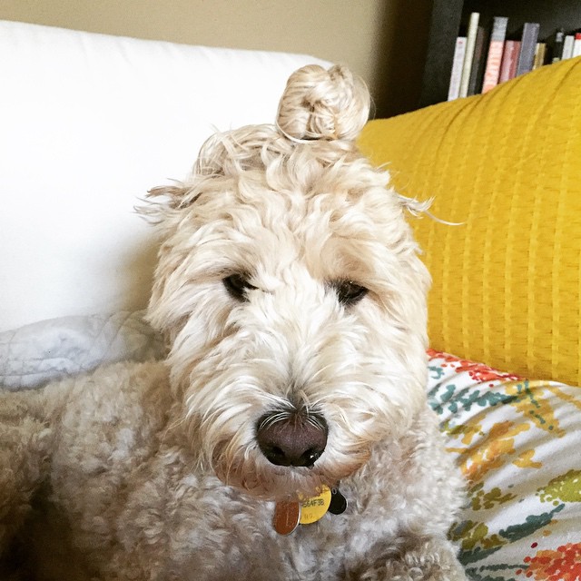 Собаки с гульками,  #DogBun