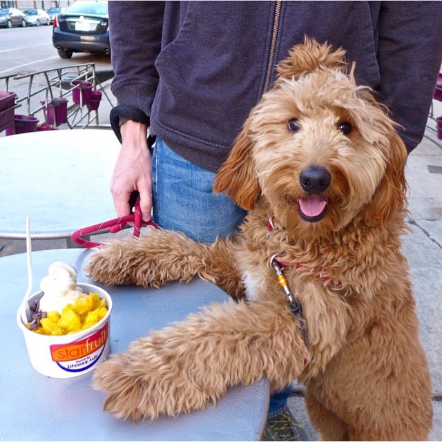 Собаки с гульками,  #DogBun