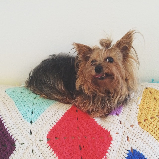 Собаки с гульками,  #DogBun