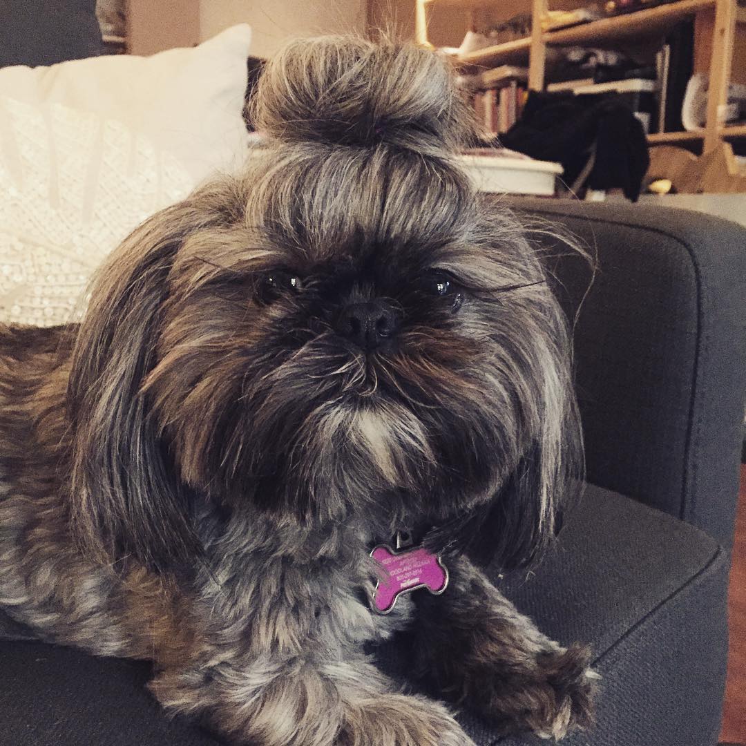 Собаки с гульками,  #DogBun