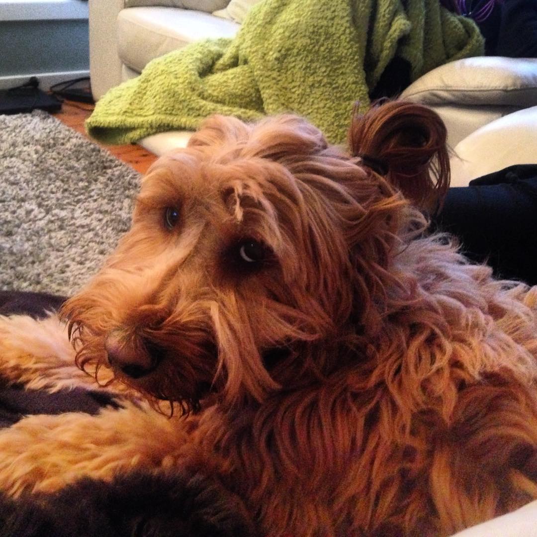 Собаки с гульками,  #DogBun