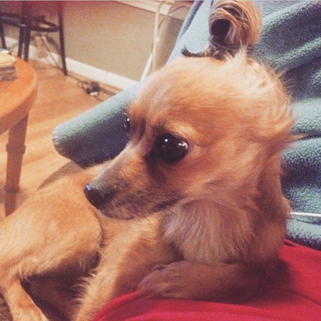 Собаки с гульками,  #DogBun