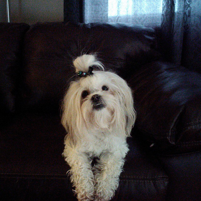 Собаки с гульками,  #DogBun