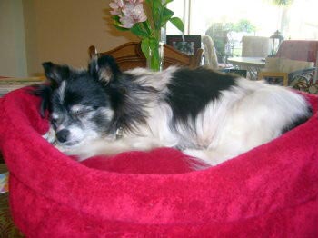 14 необычных вещей, которые помогут вам сохранить память о покинувшем вас питомце способы сохранения памяти о животном, как сохранить память о умершем животном, память об умершем питомце