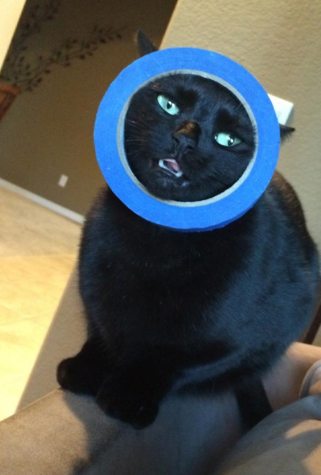 глупые кошки, смешные глупые коты, кошки в нелепых ситуациях