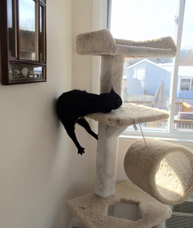 глупые кошки, смешные глупые коты, кошки в нелепых ситуациях