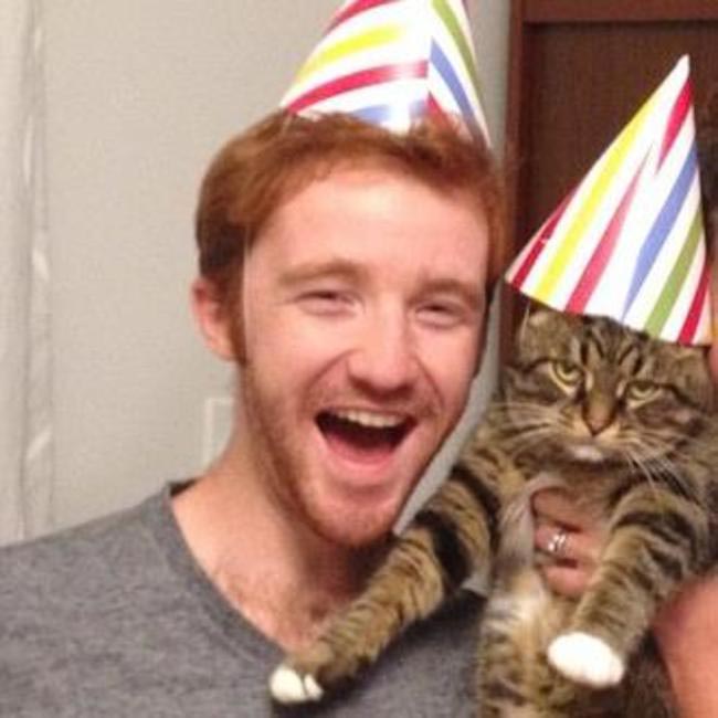 глупые кошки, смешные глупые коты, кошки в нелепых ситуациях