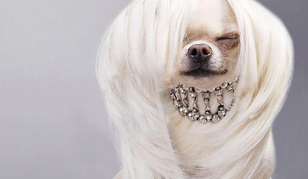 странные продукты для собак, абсурдные изобретения для животных, нелепые вещи для домашних животных