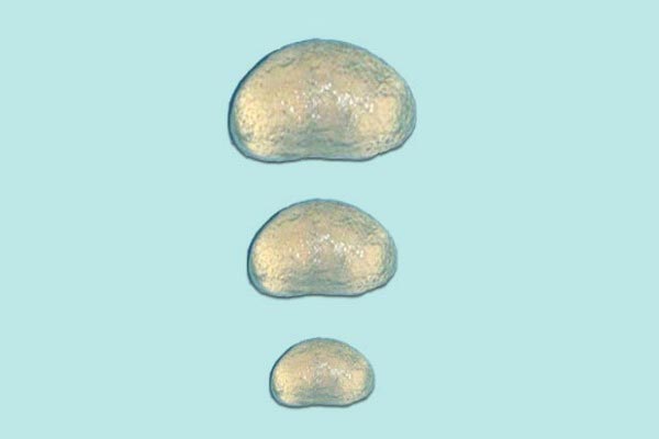 странные продукты для собак, абсурдные изобретения для животных, нелепые вещи для домашних животных