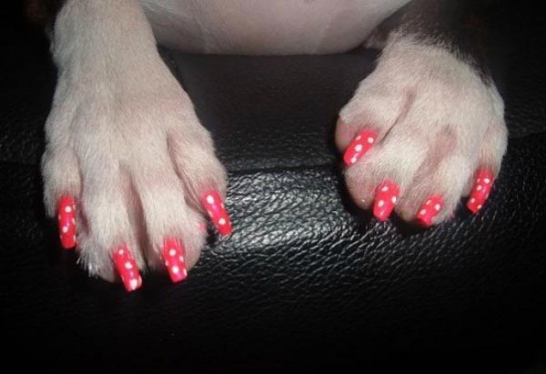 странные продукты для собак, абсурдные изобретения для животных, нелепые вещи для домашних животных