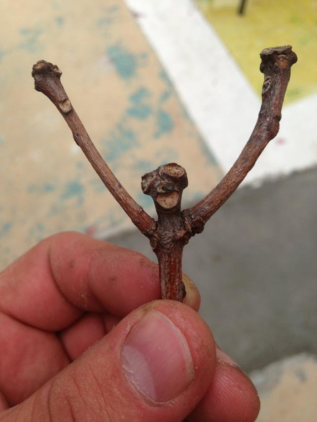 вещи которые ведут себя как мы, лица повсюду, смешные неодушевлённые предметы