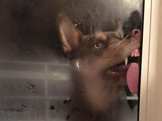 смешные животные, животные лижут окна, животные любят лизать окна, животные лижут стекла