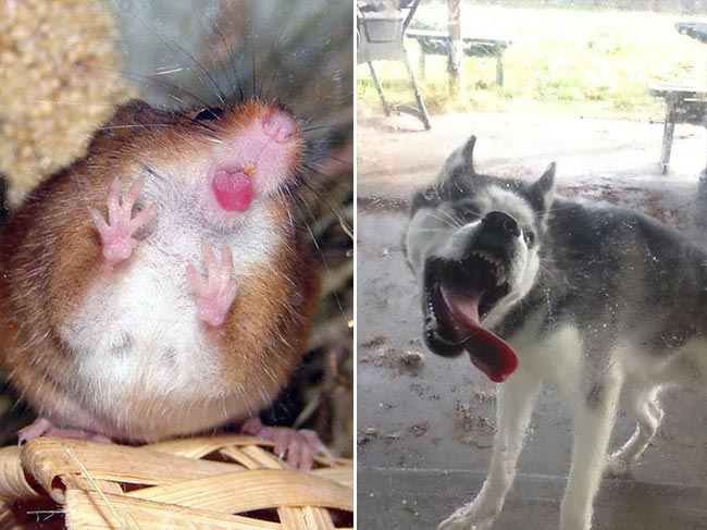 смешные животные, животные лижут окна, животные любят лизать окна, животные лижут стекла