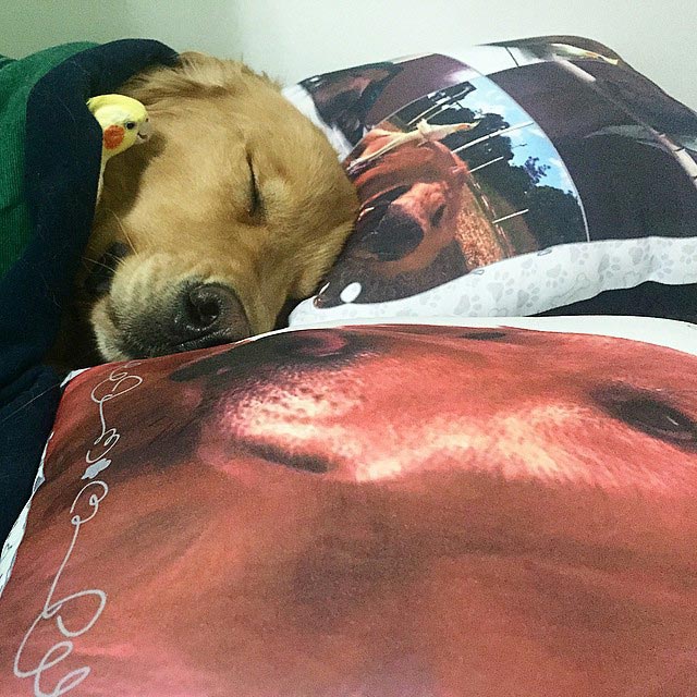 собака хомячек и 8 попугаев, лучшие друзья собака хомячок и 8 птиц