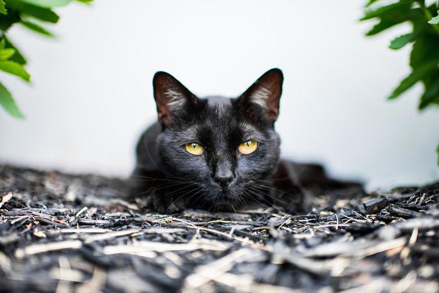 эмоции котов, эмоциональные коты, Эндрю Маттила, Andrew Marttila