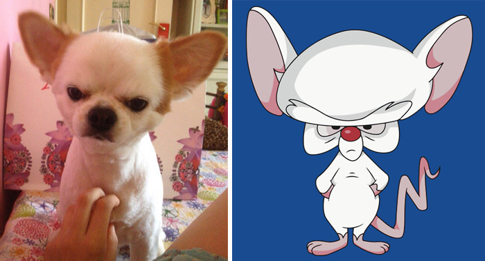 люди похожие на другие вещи, звёзды похожие на другие вещи