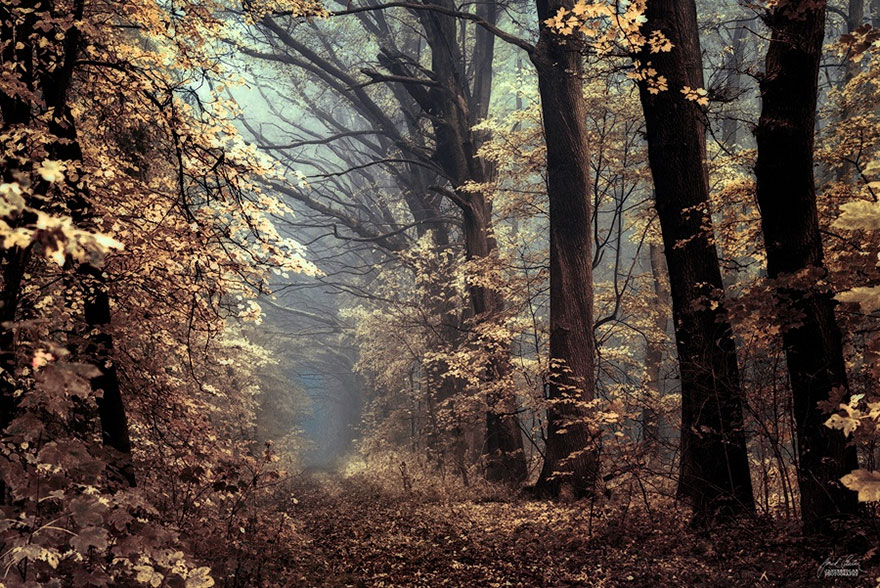 Картинки волшебный осенний лес