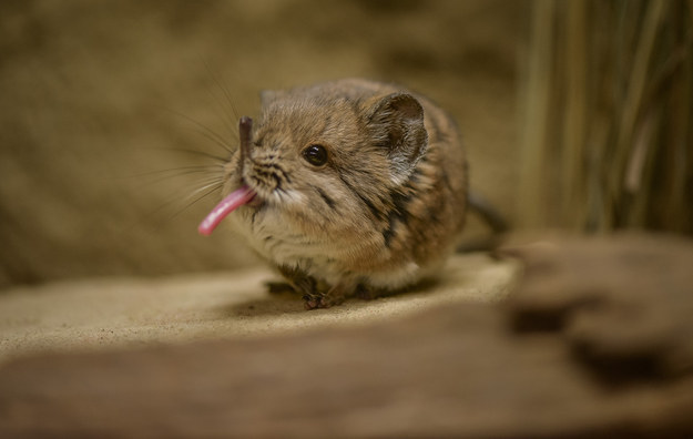 сенги, короткоухий слоновый прыгунчик