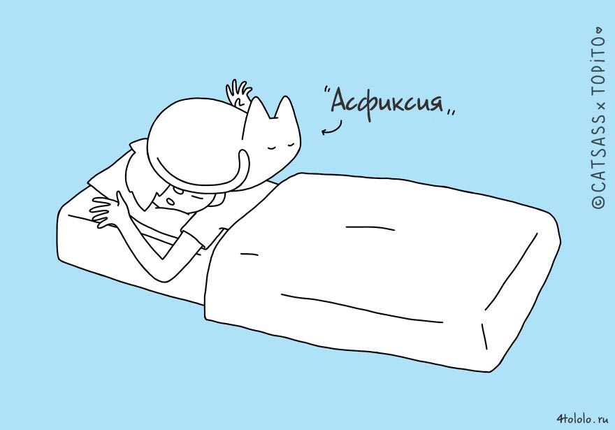 кошачьи позы сна, позы сна котов, 10 кошачьих поз сна