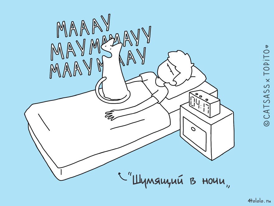 кошачьи позы сна, позы сна котов, 10 кошачьих поз сна