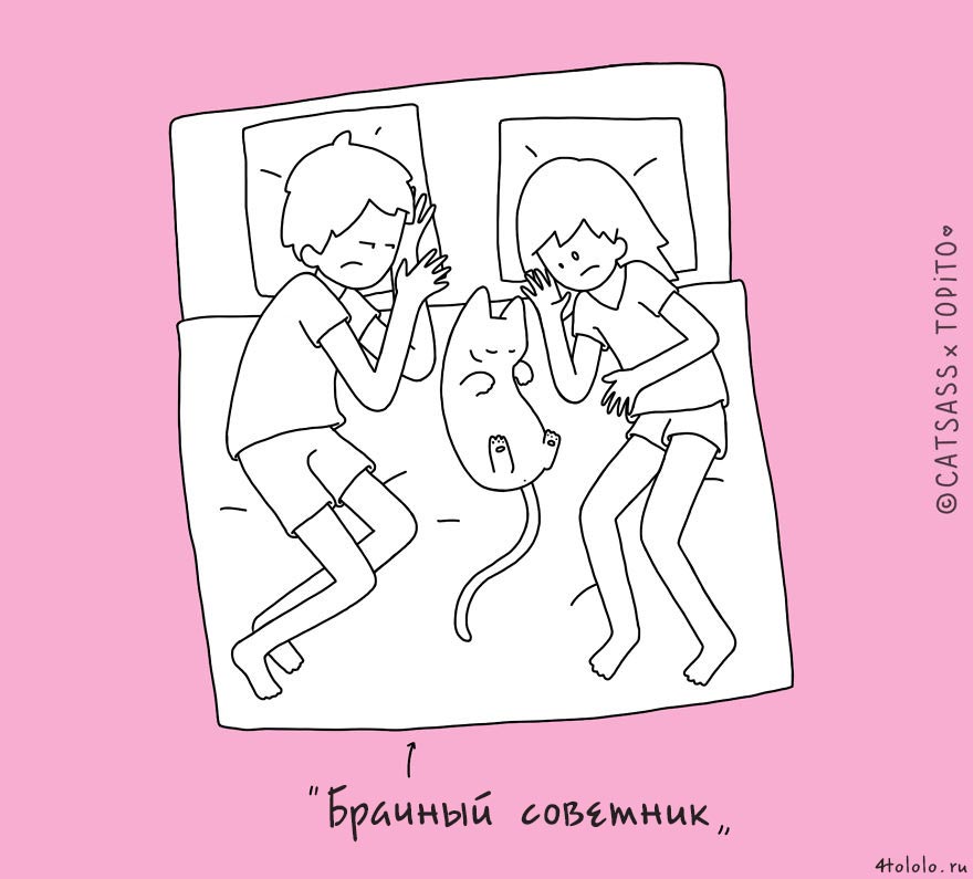 кошачьи позы сна, позы сна котов, 10 кошачьих поз сна