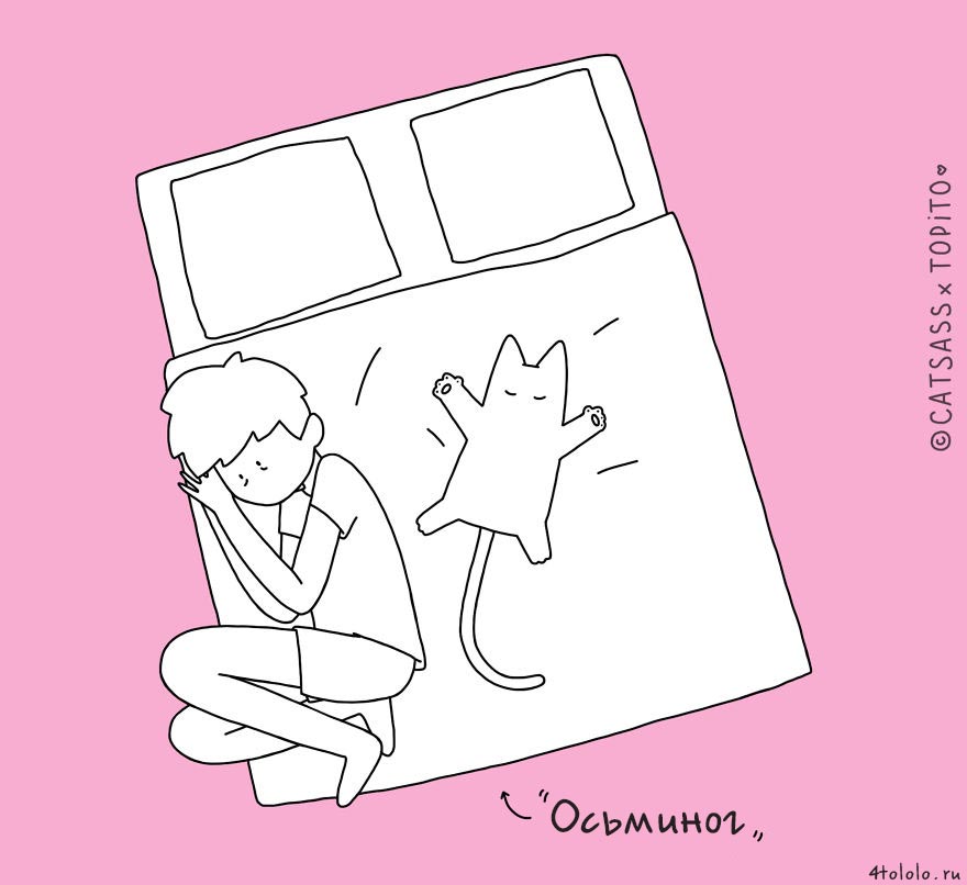 кошачьи позы сна, позы сна котов, 10 кошачьих поз сна