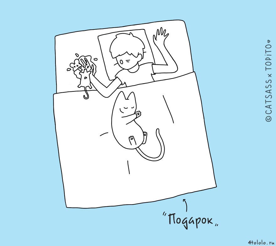 кошачьи позы сна, позы сна котов, 10 кошачьих поз сна